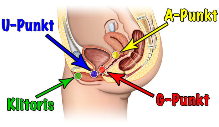Weibliche Anatomie: A-Punkt, G-Punkt, Klitoris, U-Punkt
