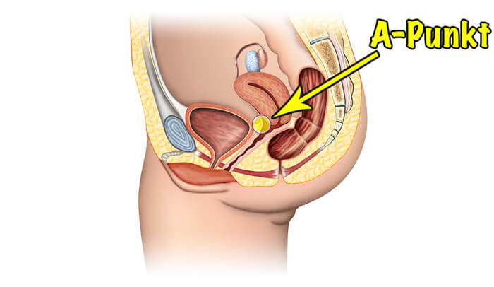 Weibliche Anatomie: A-Punkt
