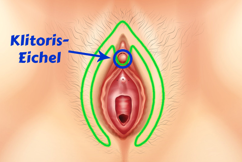 wo ist die Klitoris einer Frau