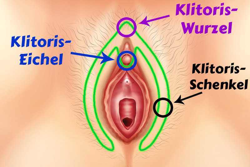 Klitoris Lage weibliche anatomie
