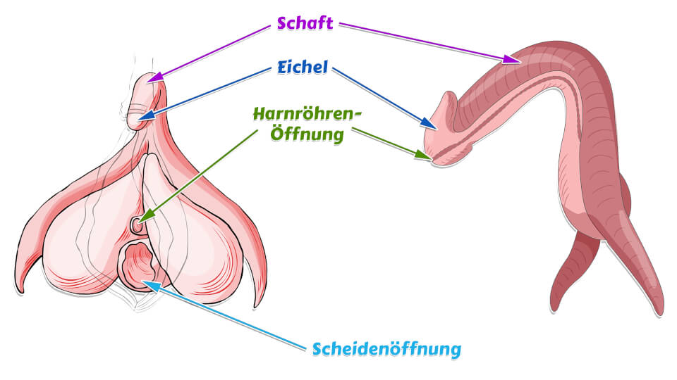 Klitoris Schaft