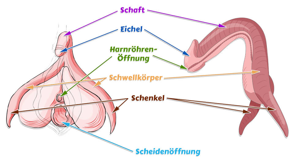 Klitoris Schenkel