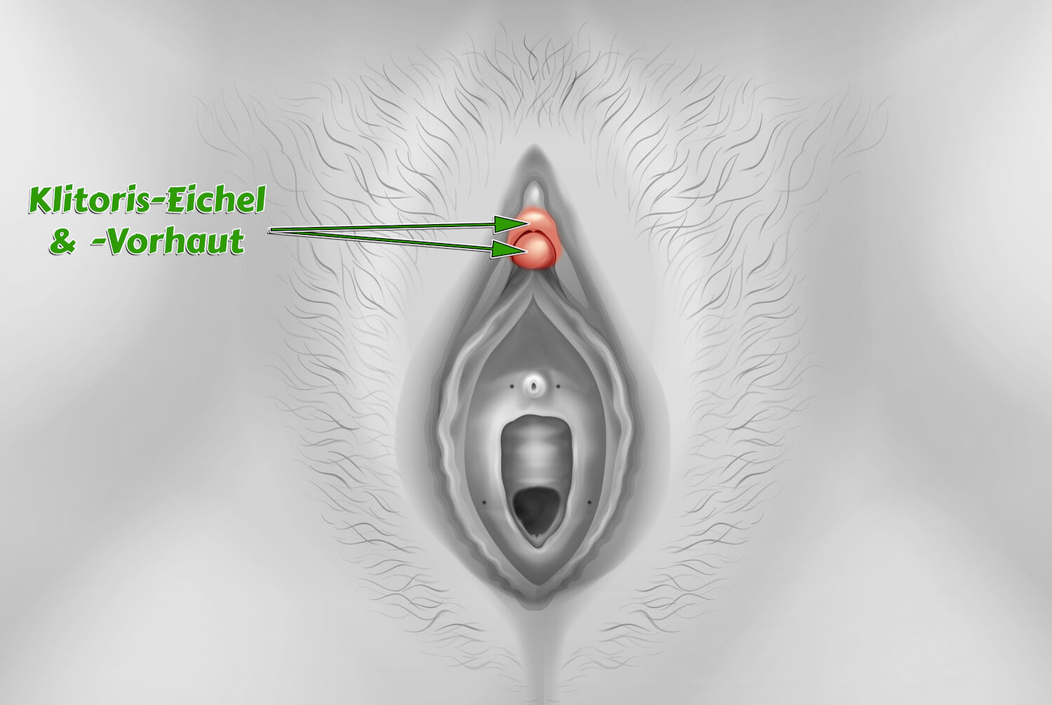 Klitoris Klitoris-Eichel Vorhaut