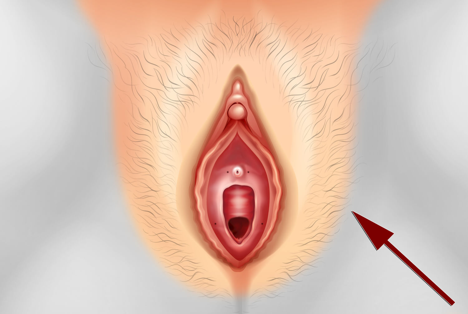 Vulva Anatomie