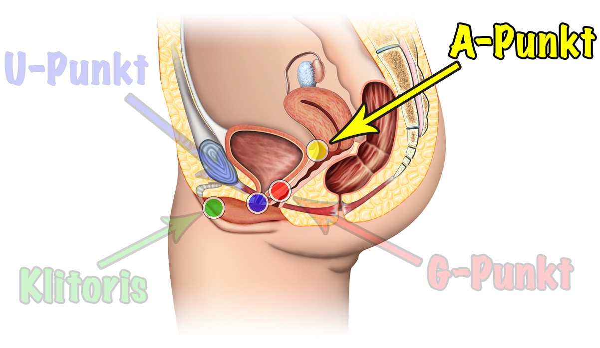 A-Punkt einer Frau Anatomie