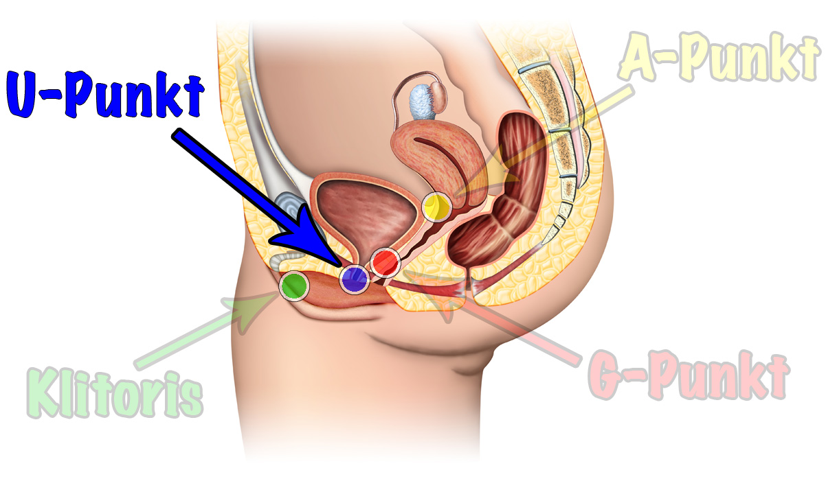 U-Punkt einer Frau Harnröhre Urethra